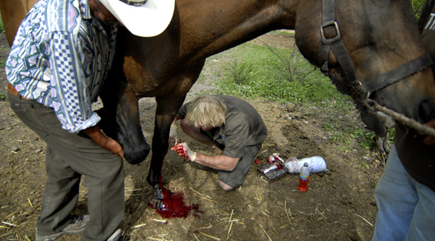 mexico_horse