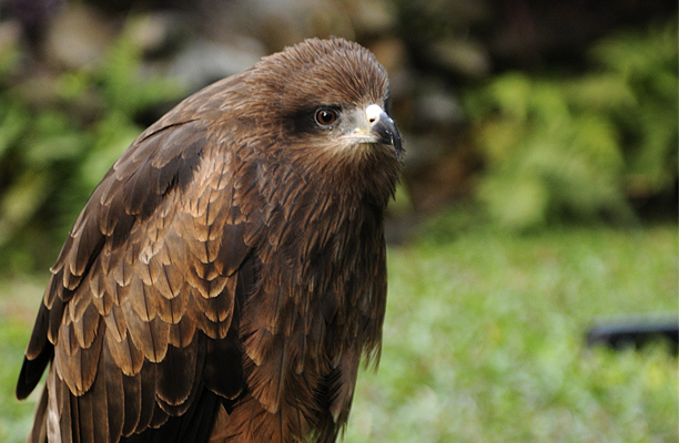 nepal_hawk