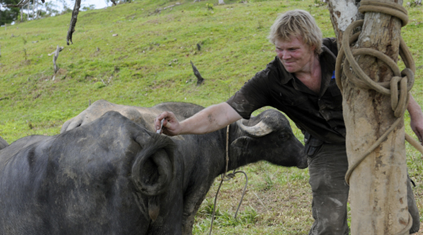 peru_buffalo