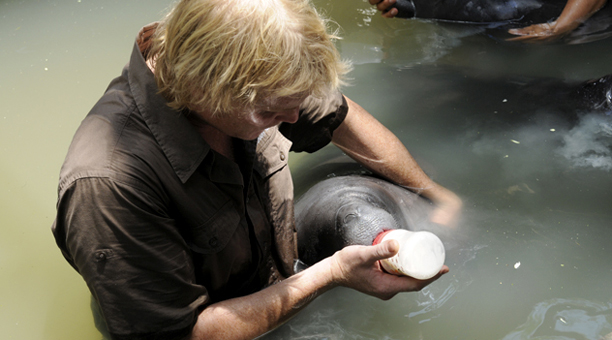 peru_manatees2