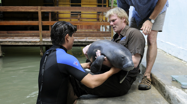 peru_manatees3