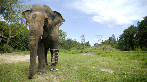 thailand_elephant