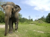 thailand_elephant