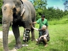thailand_elephant3