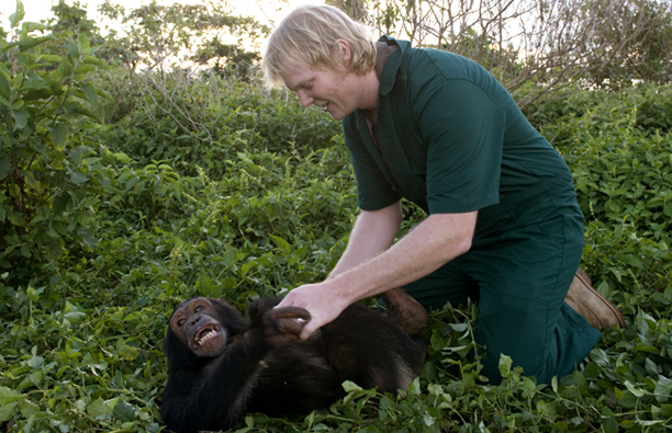 luke_tickling_chimp