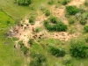 aerial_cows_by_waterhole