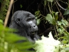 uganda_gorillas4