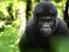 uganda_gorillas5