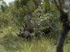 uganda_rhino