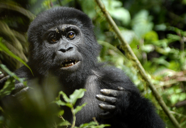 uganda_gorillas6