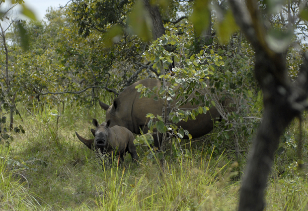 uganda_rhino