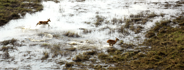 impala-jumping-over-river