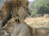 zambia_lions