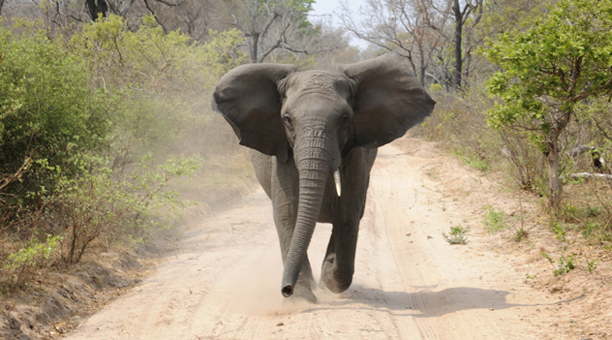 zambia_elephant6