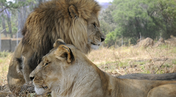 zambia_lions