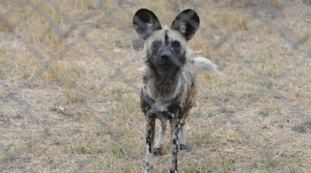 zambia_wild_dog