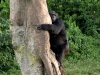 chimp_climbing_tree
