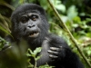 uganda_gorillas6