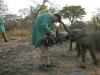 zambia_elephant2