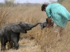 zambia_elephant4