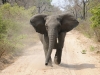 zambia_elephant6